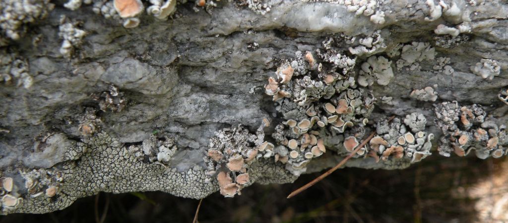 Licheni su un masso in Sudtirol